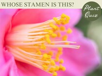 童謡にも登場する秋冬の花！…この雄しべ、何の花？【Let’s Try! 植物クイズ】Vol.24