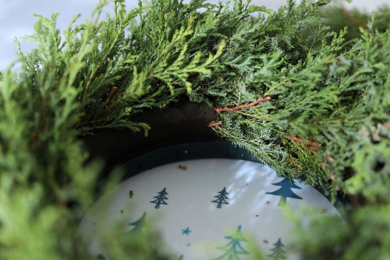 ヒムロスギをオアシスリングに挿す