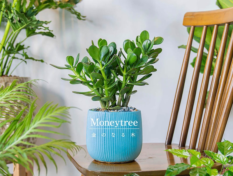 花言葉は「一攫千金」! 金のなる木(カネノナルキ)の基本情報から初めてでも安心な栽培方法まで全解説