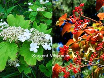 【庭木に最適】赤い実と紅葉が秋を彩るカンボク！ 四季の移ろいを楽しむ栽培ガイド