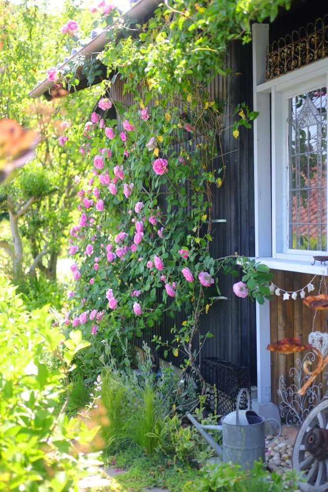 バラが絡む小屋