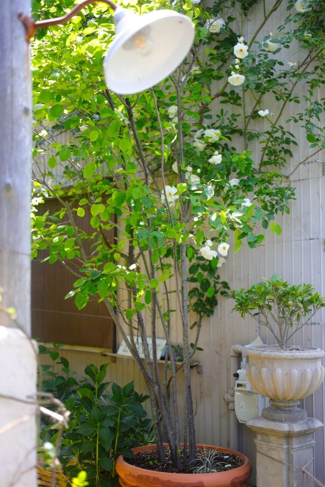 鉢植えのジューンベリー