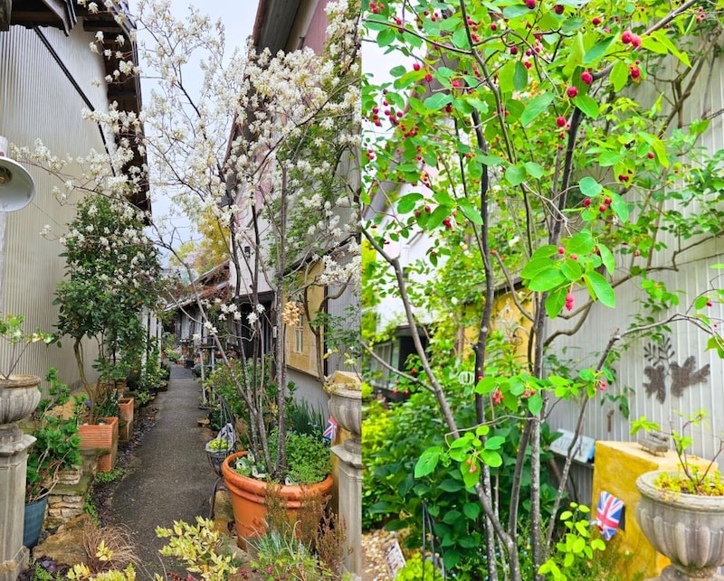 ジューンベリー