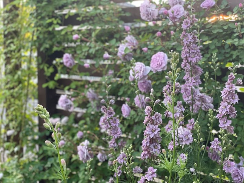 デルフィニウムとバラ