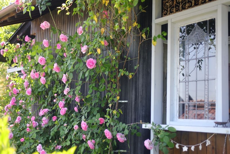 バラも果樹も鉢植えでこんなに実る! 全国ガーデナーが選ぶ土の活力素『バイオマイスター』