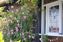 バラも果樹も鉢植えでこんなに実る！ 全国ガーデナーが選ぶ土の活力素『バイオマイスター』