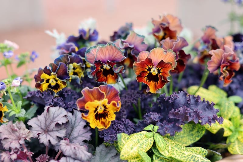 ビオラ‘フェデネージュ’シリーズ