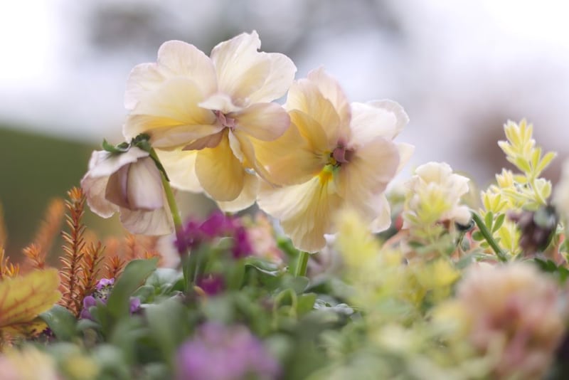 落合けいこさんのパンジー‘花絵本’