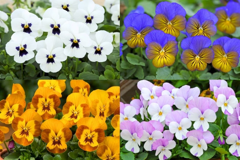 ビオラ‘F1ソルベXP®︎’シリーズ