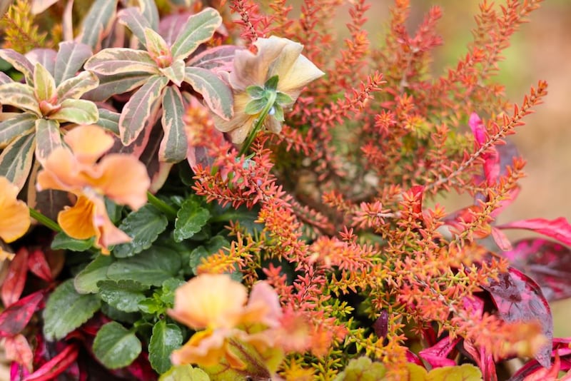 ユーフォルビア‘フロステッドフレーム’やカルーナ・ブルガリス