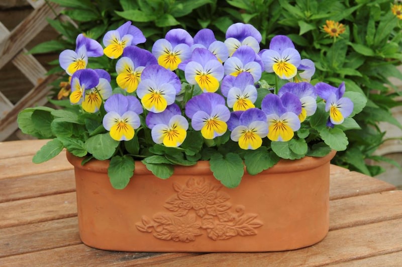 ビオラ‘ソルベXP’イエローフロスト