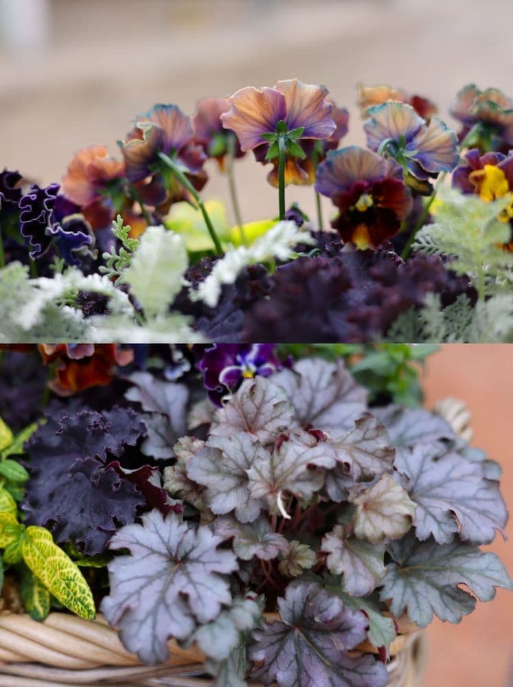 寄せ植えの色合わせ