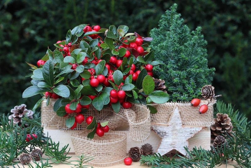 チェッカーベリー