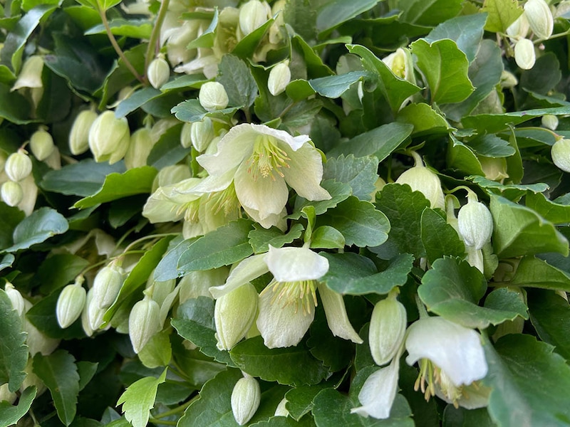 冬咲きのクレマチス・シルホサ