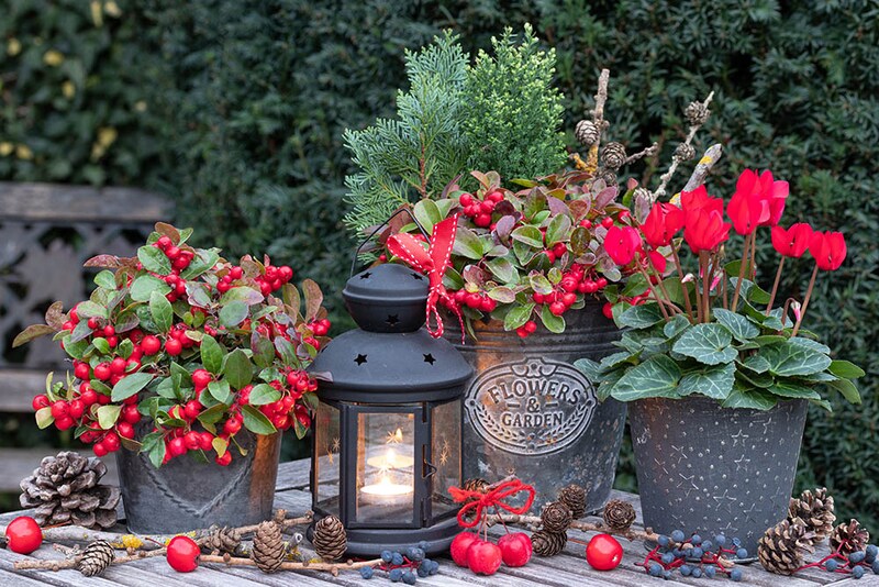 冬のガーデニング