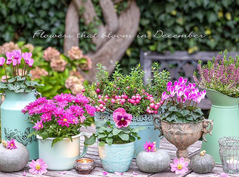 12月の庭が寂しい人へ。一気に華やぐ、寒さに強い【冬の主役花】25選