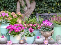 12月の庭が寂しい人へ。一気に華やぐ、寒さに強い【冬の主役花】25選