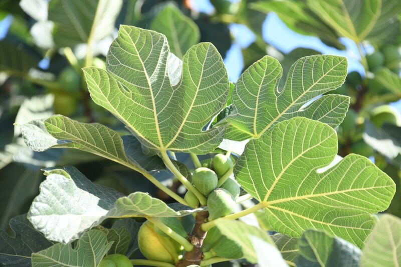 イチジクの葉