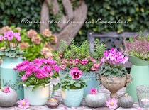 12月の庭が寂しい人へ。一気に華やぐ、寒さに強い【冬の主役花】25選