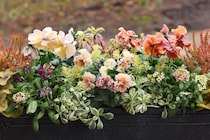 パンジー＆ビオラの冬の寄せ植え実例5選｜育種家パンジー＆ビオラを輝かせる“寄せ植え名人の技”公開