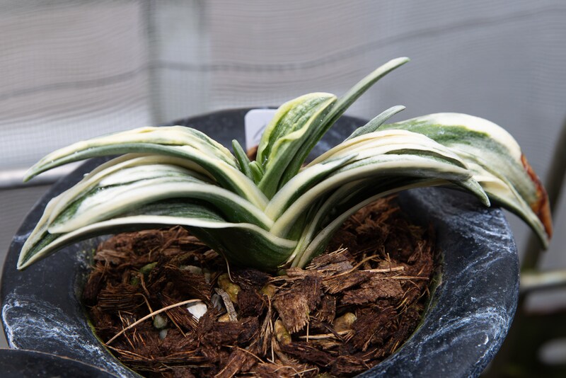 羅紗系おもと「和楽」