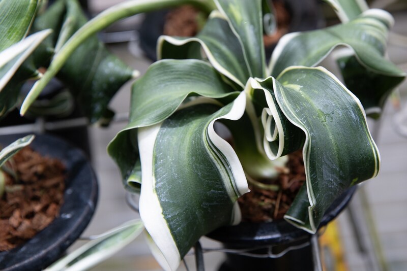 近藤さんのおもと1