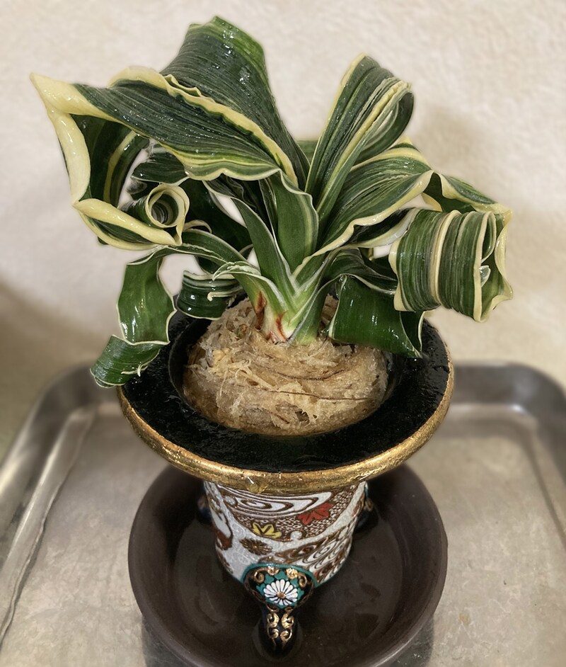 近藤さん提供舞子獅子