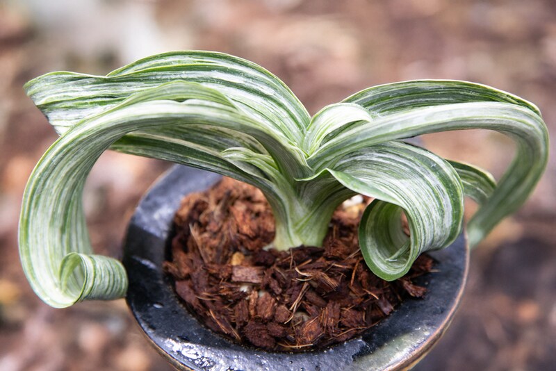 近藤さんのおもと3