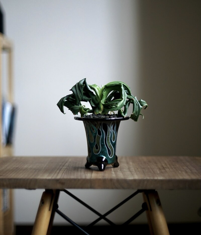 omoto.noobさんの写真