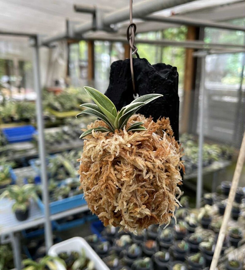 田哲園の苔玉仕立て