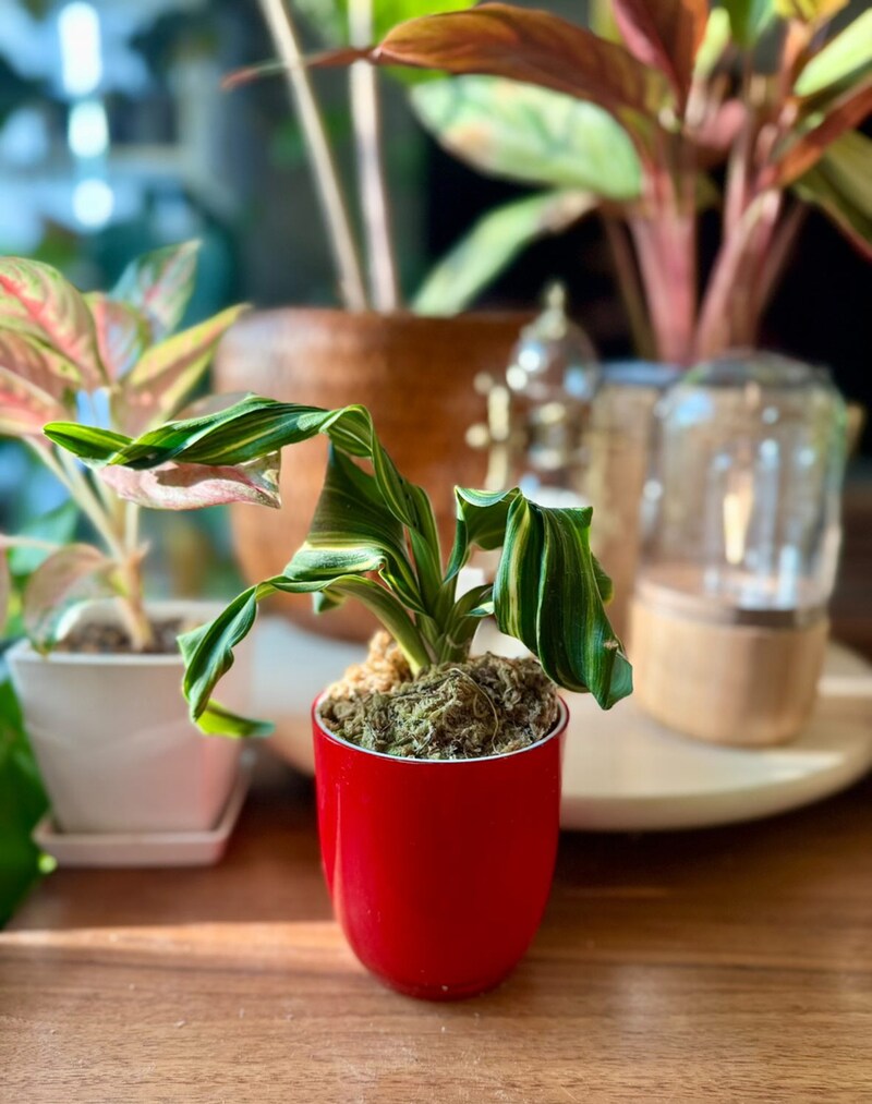 みなりんおもと