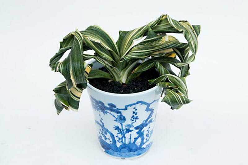 おもと舞子獅子