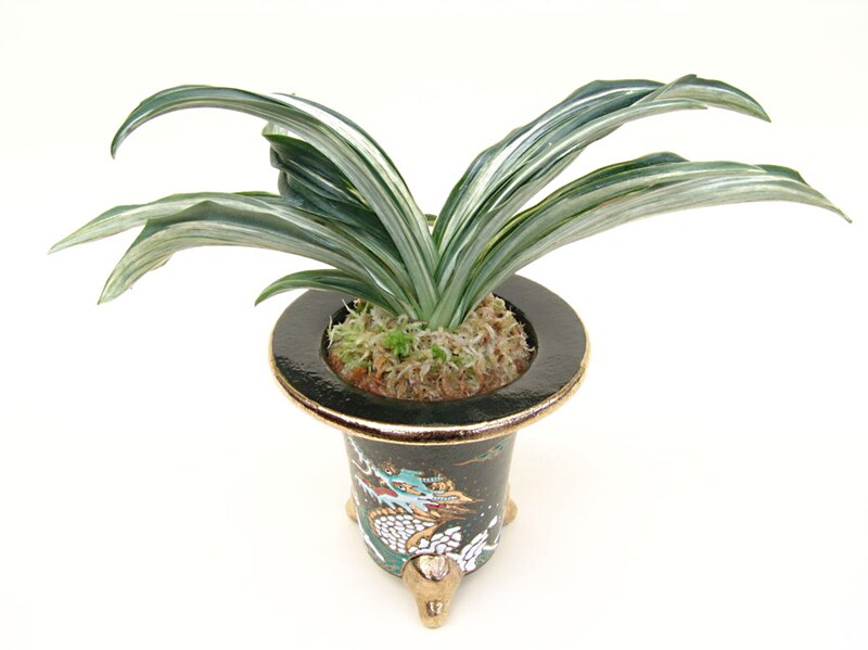 おもと千代田の松