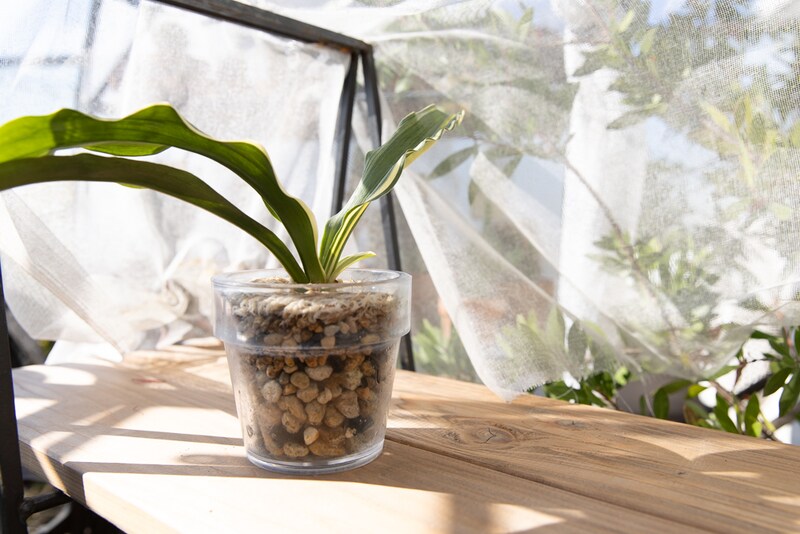 遮光ネット下のおもと