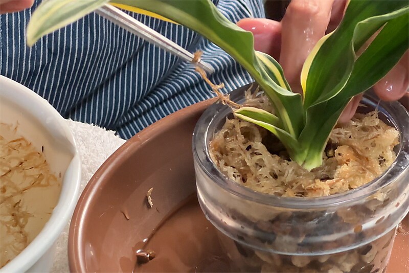 おもとの水苔巻き作業