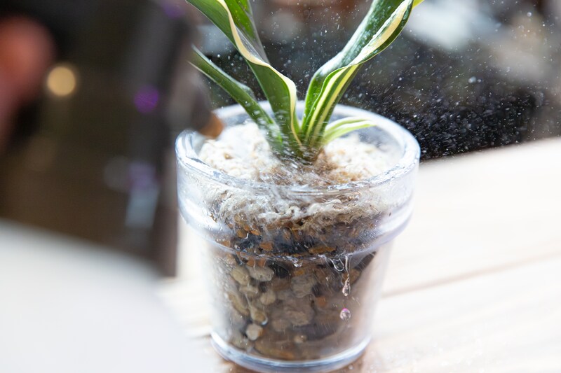 おもとの水やり