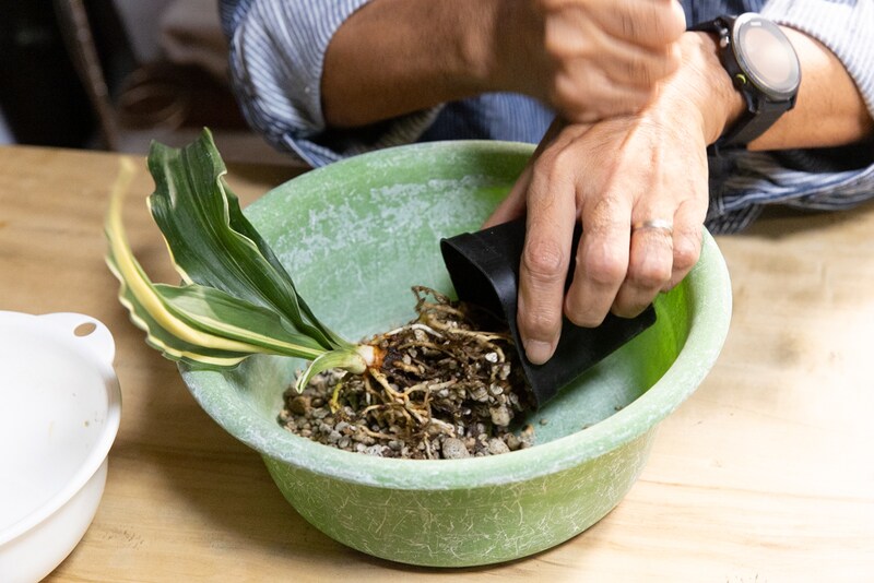 おもと植え替え