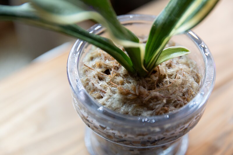 おもと株元アップ