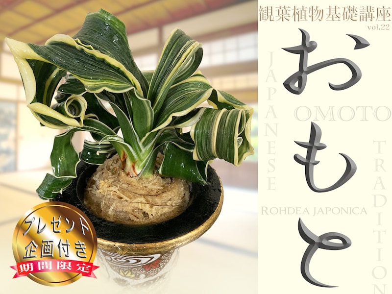 伝統観葉植物・おもと(万年青)|冬映え満点の魅力をプロが徹底解説