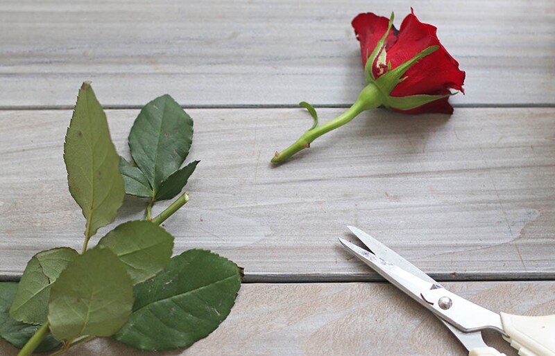 バラをカット