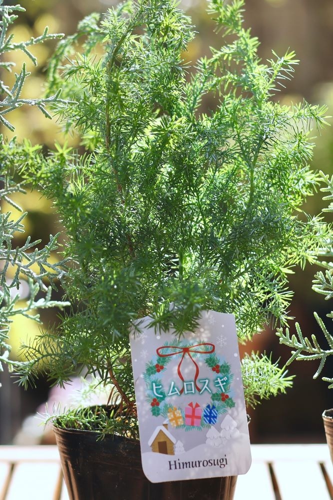 ヒムロスギの3号ポット苗