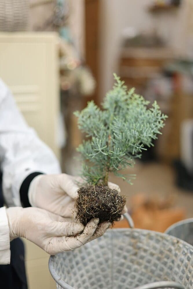 根鉢の土を落とす
