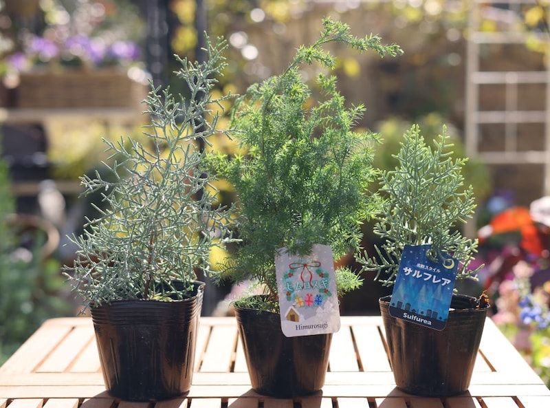 根つきクリスマスリースの作り方