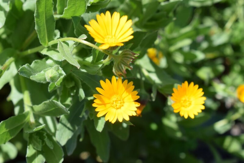 カレンデュラ・アルウェンシス