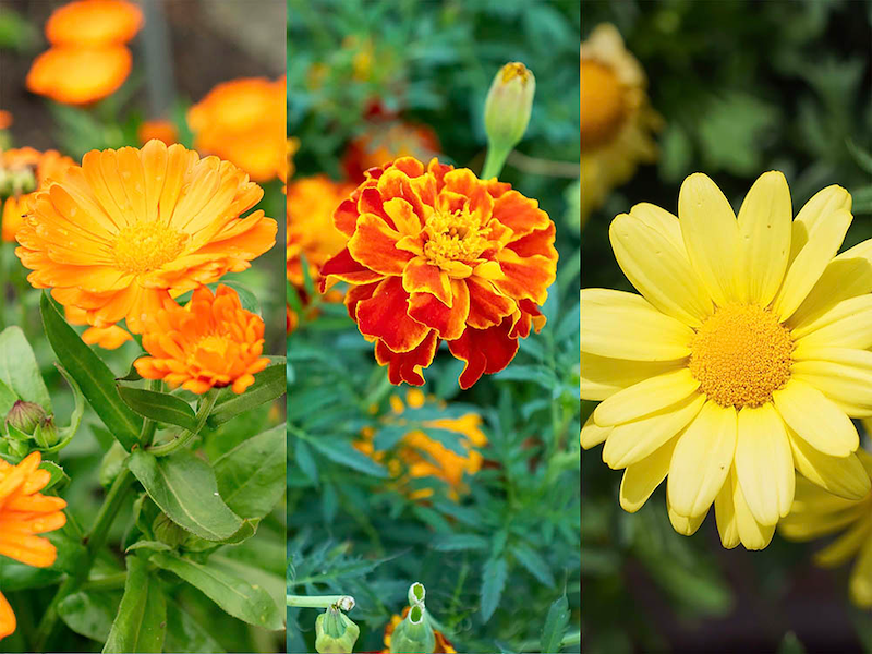 身近な季節の花3択クイズ! キンセンカ(カレンデュラ)は次のうちどれ?【Let’s Try! 植物クイズ】Vol.25