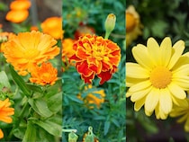 身近な季節の花3択クイズ！ キンセンカ（カレンデュラ）は次のうちどれ？【Let’s Try! 植物クイズ】Vol.25