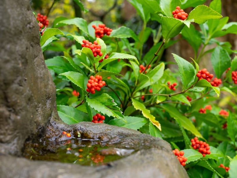 【開運ガーデニング】庭に植えるだけで運気が上がる⁉ 一年中緑が美しい“常緑の縁起木”7選