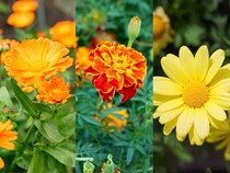 身近な季節の花3択クイズ！ キンセンカ（カレンデュラ）は次のうちどれ？【Let’s Try! 植物クイズ】Vol.25