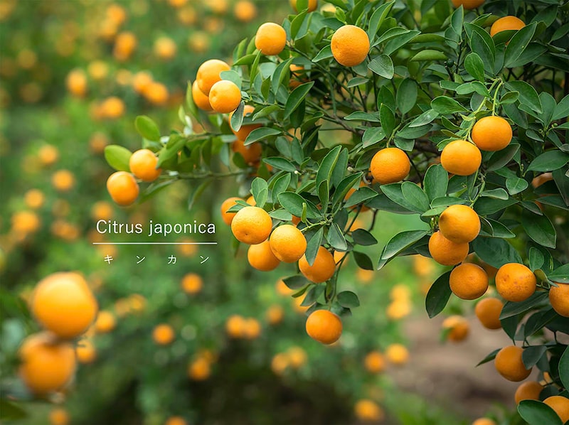 キンカン