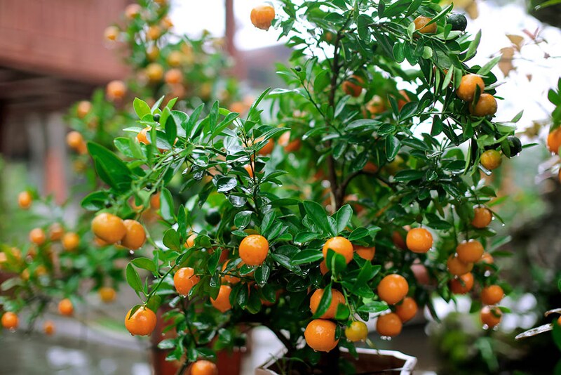 マルキンカン Citrus japonica ( = Fortunella japonica )